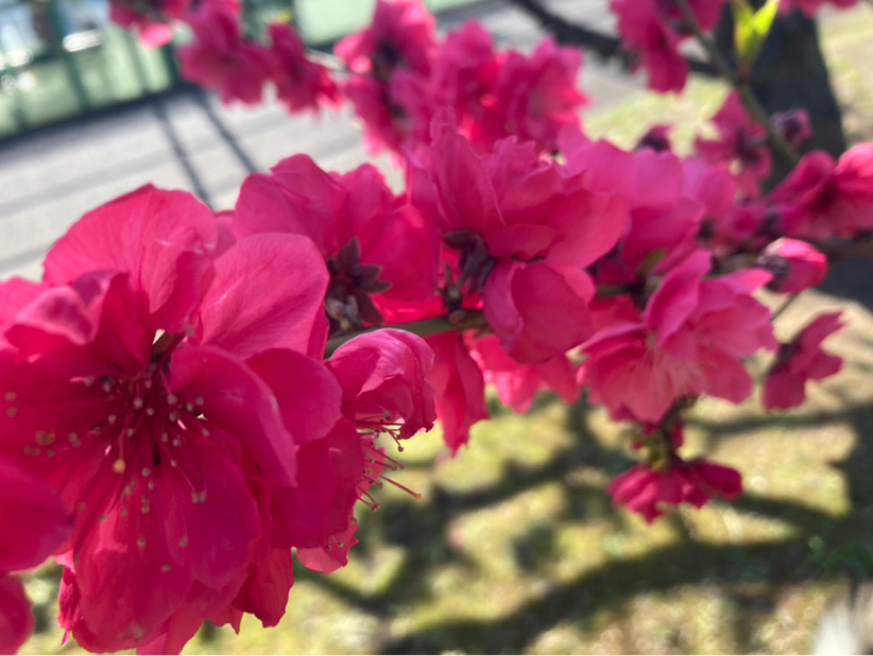 2026.3/24 明るさ素直さ