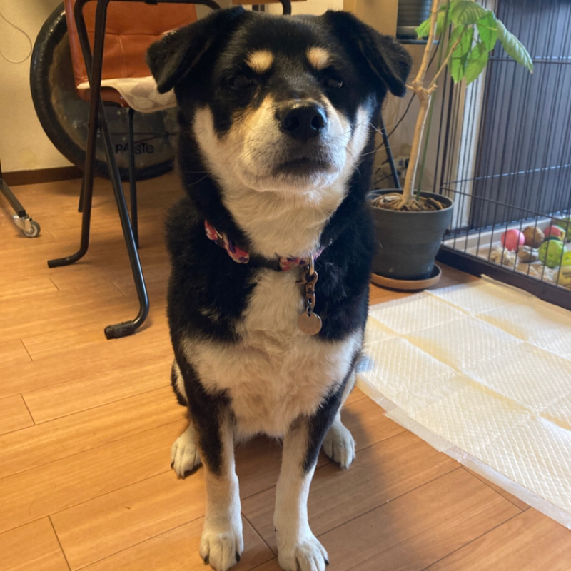 2026.3/25 本当の音を知らない