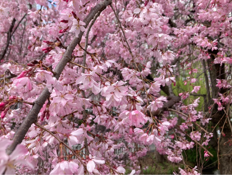 2026.3/29 身体を開くと心も開く