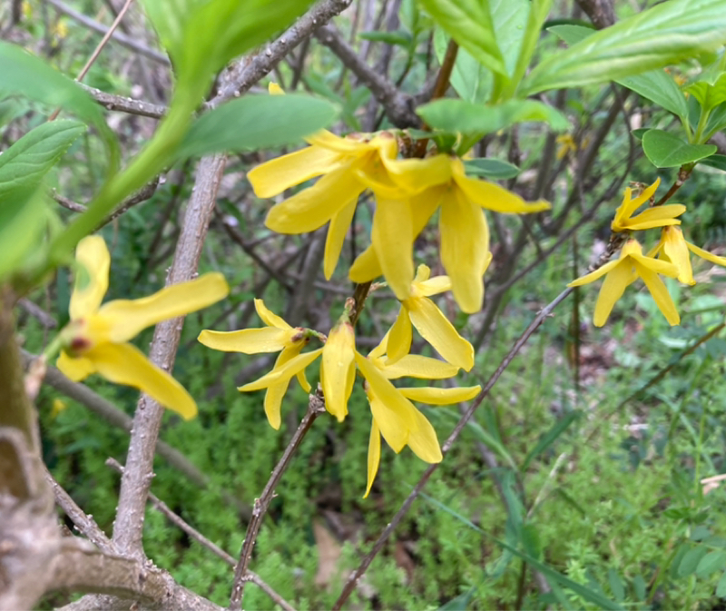 2026.3/31 後ろ手に扉を閉める