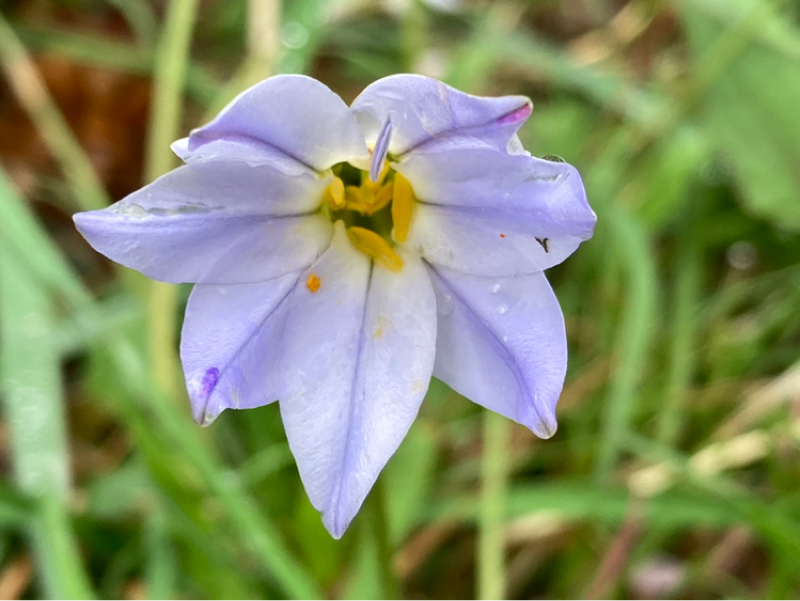 2026.4/2 貴重な初めて