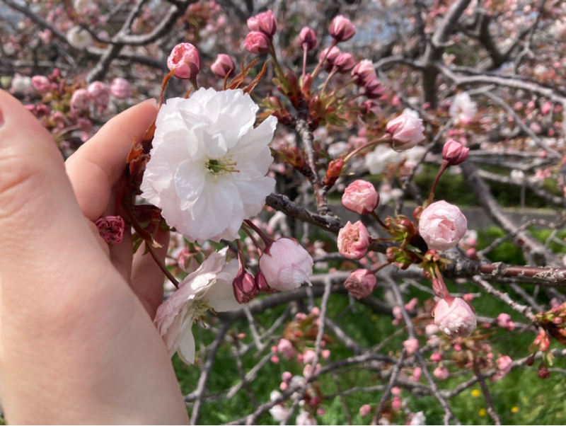 2026.4/9 好かれようと自分を変える必要ある？