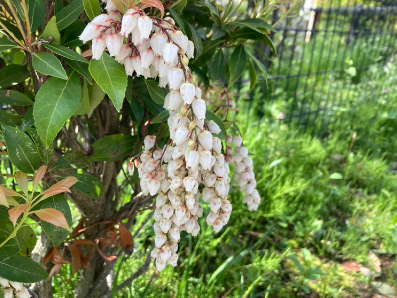 2026.4/10 大きな木のエネルギー