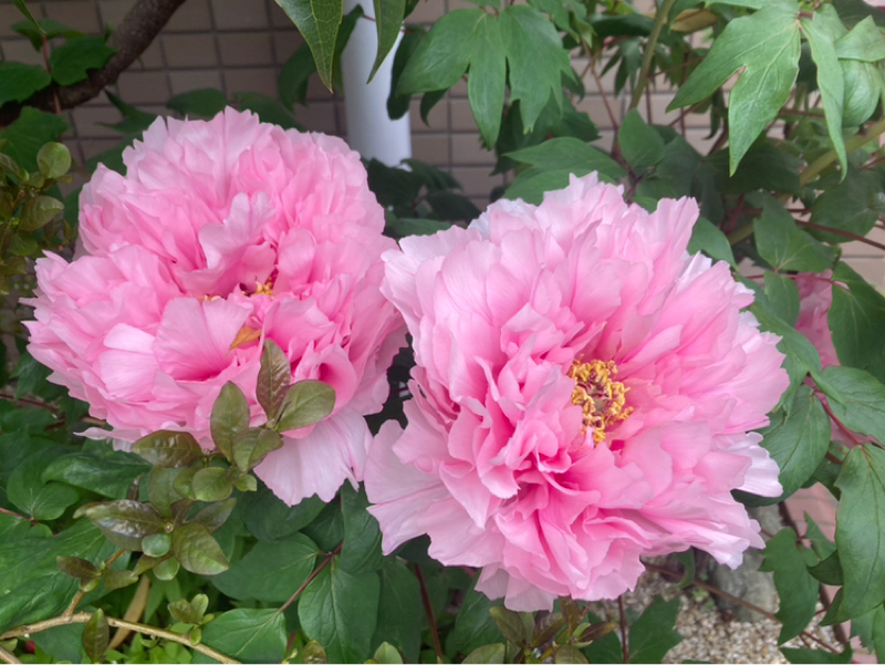 2026.4/14 鏡は自業自得の意味ではない