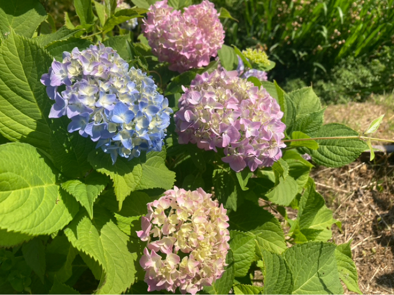 2026.5/20 生まれた年月日