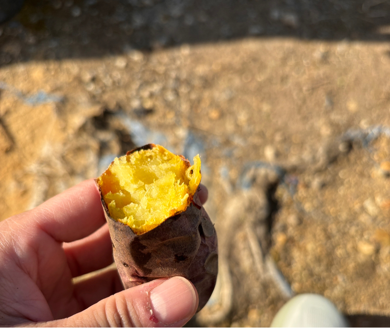 1065.12/5 焼き芋ラン