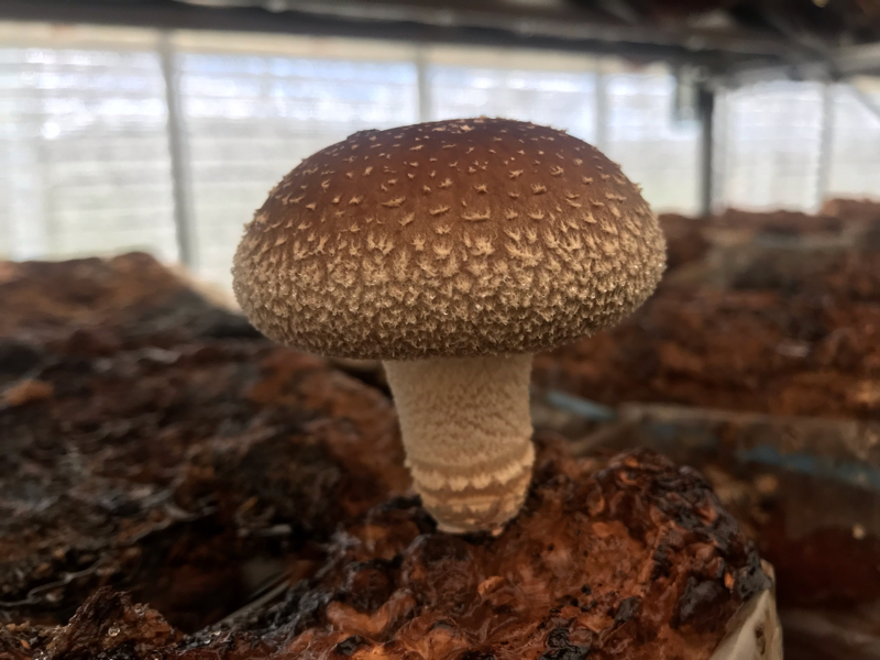 #２ 金賞がほしいんです！！！