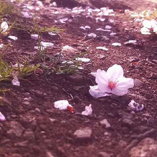 レイさんとカラオケlog④