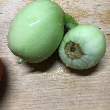 自己紹介……というなの実験？