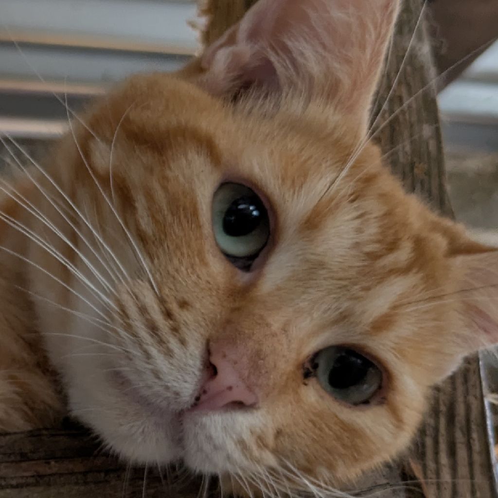 ひらよし（仮）