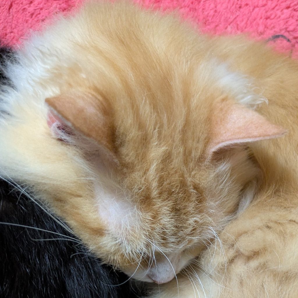 ひらよし（仮）