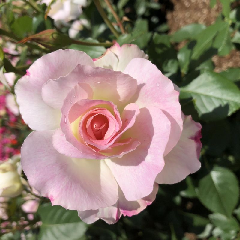 #４特徴をうけいれる