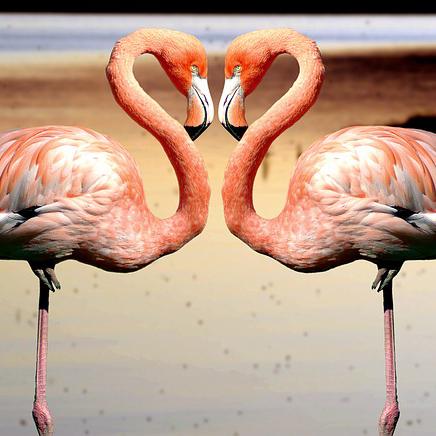 #52妹、登場の巻