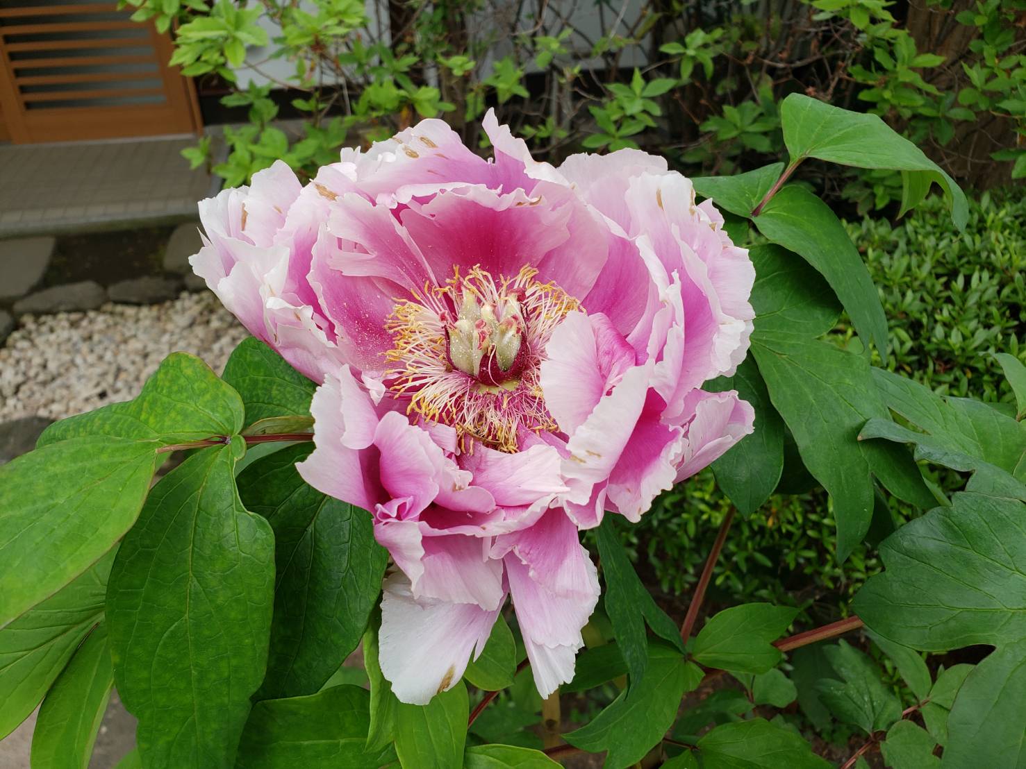 ただのアチケン&MC広志talk❤️