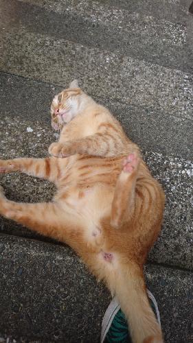 横須賀、ツイキャス。