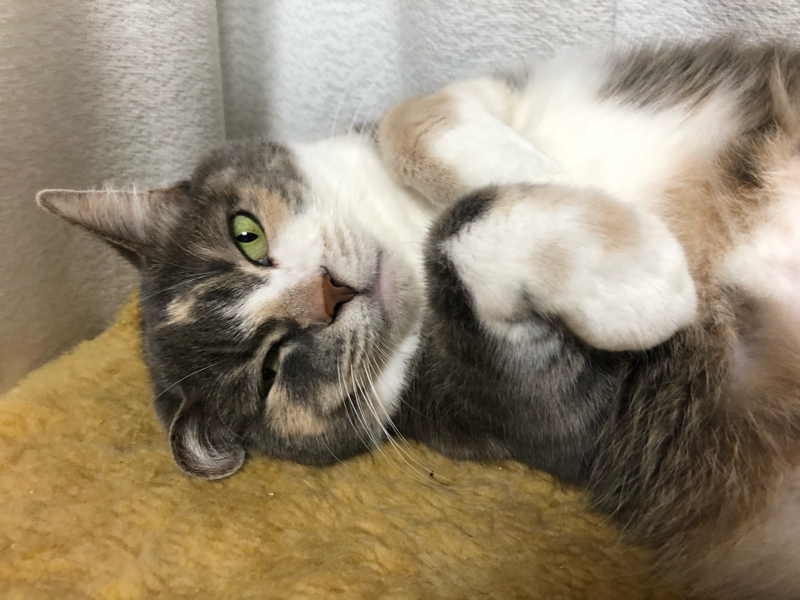 森本がーにゃの承認欲求を壁で満たすラジオ Radiotalk ラジオトーク 森本がーにゃの承認欲求を壁で満たすラジオ Radiotalk ラジオトーク