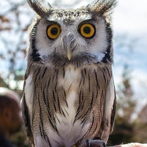 タナカフクロウの巣　1hSP④