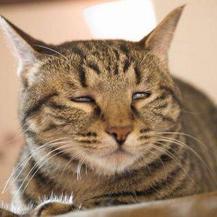 ついに会社で泣いてしまった、どんだけW杯が気になっても俺は寝る