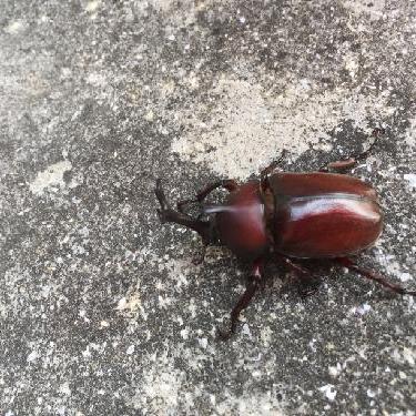 第０回！！りくちゃんのスキマ時間の素敵オトモ。