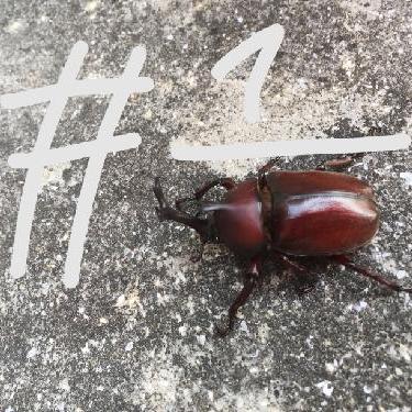 第１回！！子供の頃の遊びについて