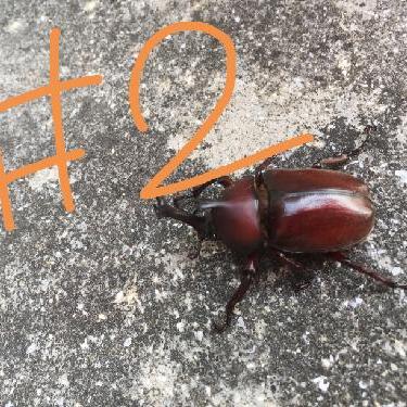 第2回！！これからのことや、スイミー。お便りコーナー御返事。