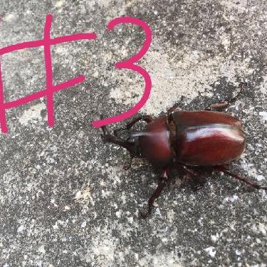 第3回！！たまごアイスと練あめのお話