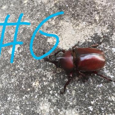 第6回！！アレルギーの話とお便りお返事！