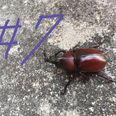 第7回！！「さつまいもこ」ご存知だろうか……