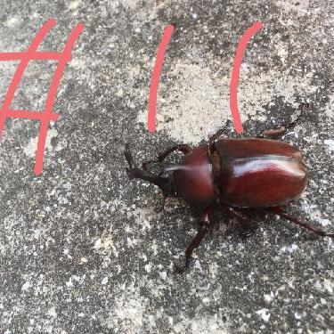 第11回！！ニコラスと高校生ラジオトーカーが訪れた