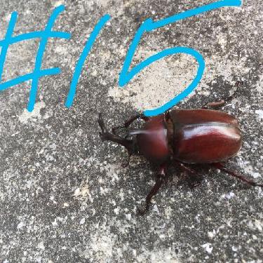 第15回！！アンケート結果発表っ！お便りご紹介