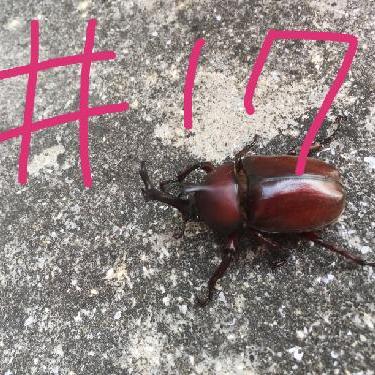 第17回！！ラジオトーカーさんへのアンケート結果……短いっ！！