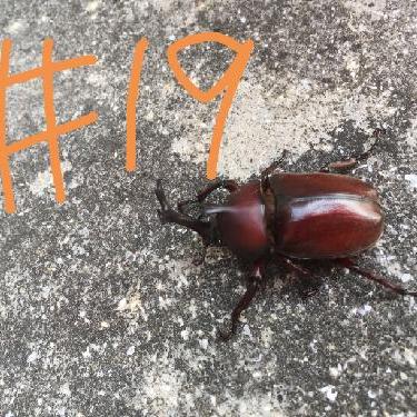 第19回！！新コーナーの話や、サムネださいの話