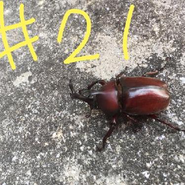 第21回！！りくちゃんのマイブーム