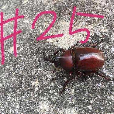 第25回！！りくちゃん、日本地図理解してない疑惑。お便りご紹介