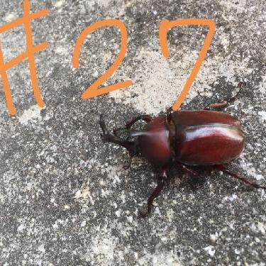 第27回！！りくちゃんの野望