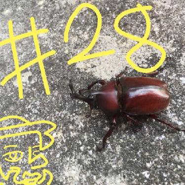 第28回！！イケメンハーフ「カイ」登場！