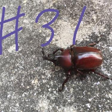 第31回！！カイくんの武勇伝