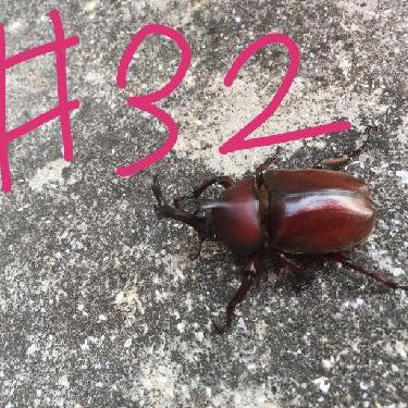 第32回！！りくちゃん、高級牛を食す