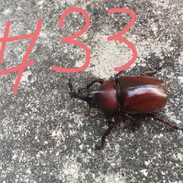 第33回！！理科の実験