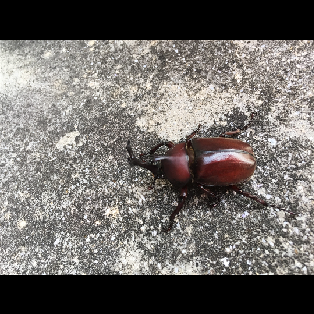 配信できるかなーー？テスト！