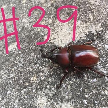 第39回！！ハムの効果音はハムハム