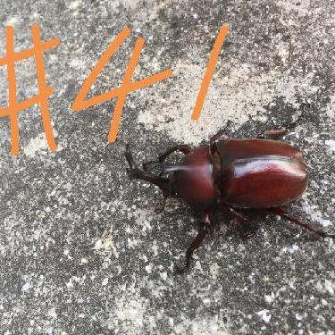 第41回！！ダイキョーさんに感謝を伝える回（お便り）