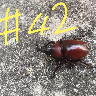 第42回！！内容より、ラジオネームが長い件（お便り）