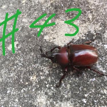 第43回！！生姜とは……（お便り）