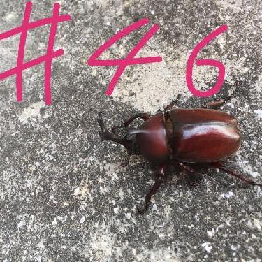 第46回！！布団の中からこんばんは、脱力の雑談