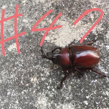 第47回！！ちゃうちゃうちゃうんちゃう？実用編