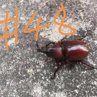 第48回！！イケメンハーフのカイ君、くしゃみの仕方がおかしい（お便り）