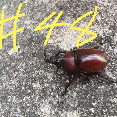 第48回！！ドイツ・クリスマスマーケット