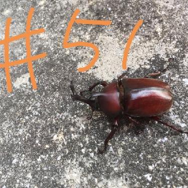 第51回！！関西人の家にたこ焼き器が絶対あると思っとったらアカンで