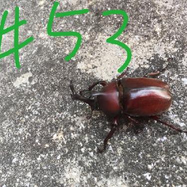 第53回！！え？サンタさんっておらんの？